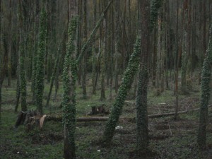 Los árboles, de momento, cayeron hacia la finca del vecino